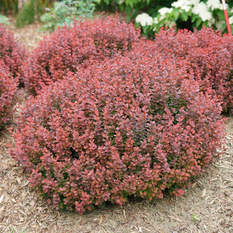 Sunjoy Mini Maroon barberry in a nursery pot