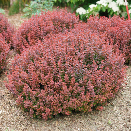 Sunjoy Mini Maroon barberry in a nursery pot