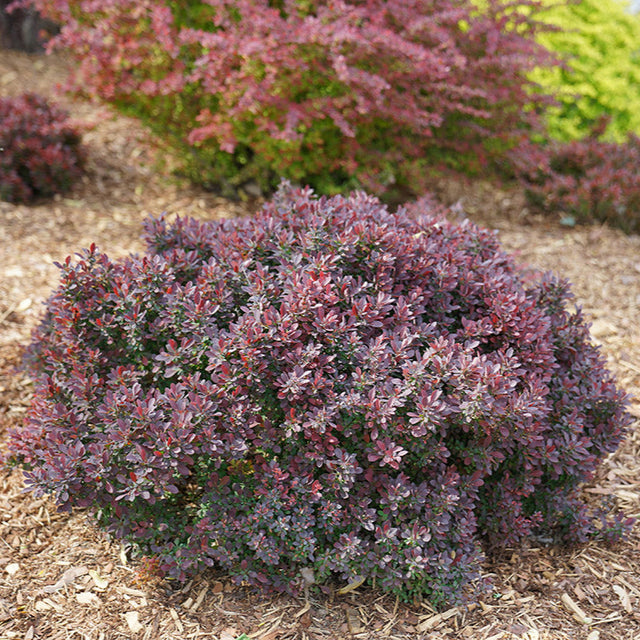 Sunjoy Mini Maroon barberry in a container with maroon foliage