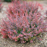 Sunjoy Mini Maroon barberry in a nursery pot