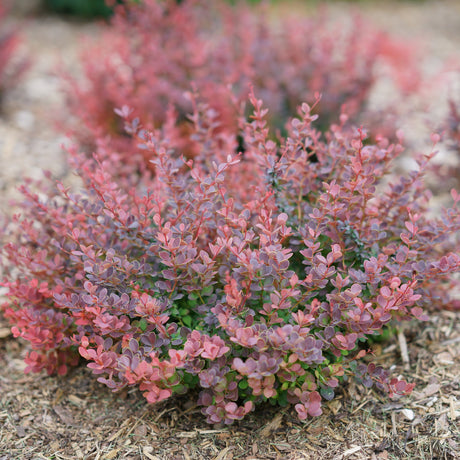Sunjoy Mini Maroon barberry in a nursery pot