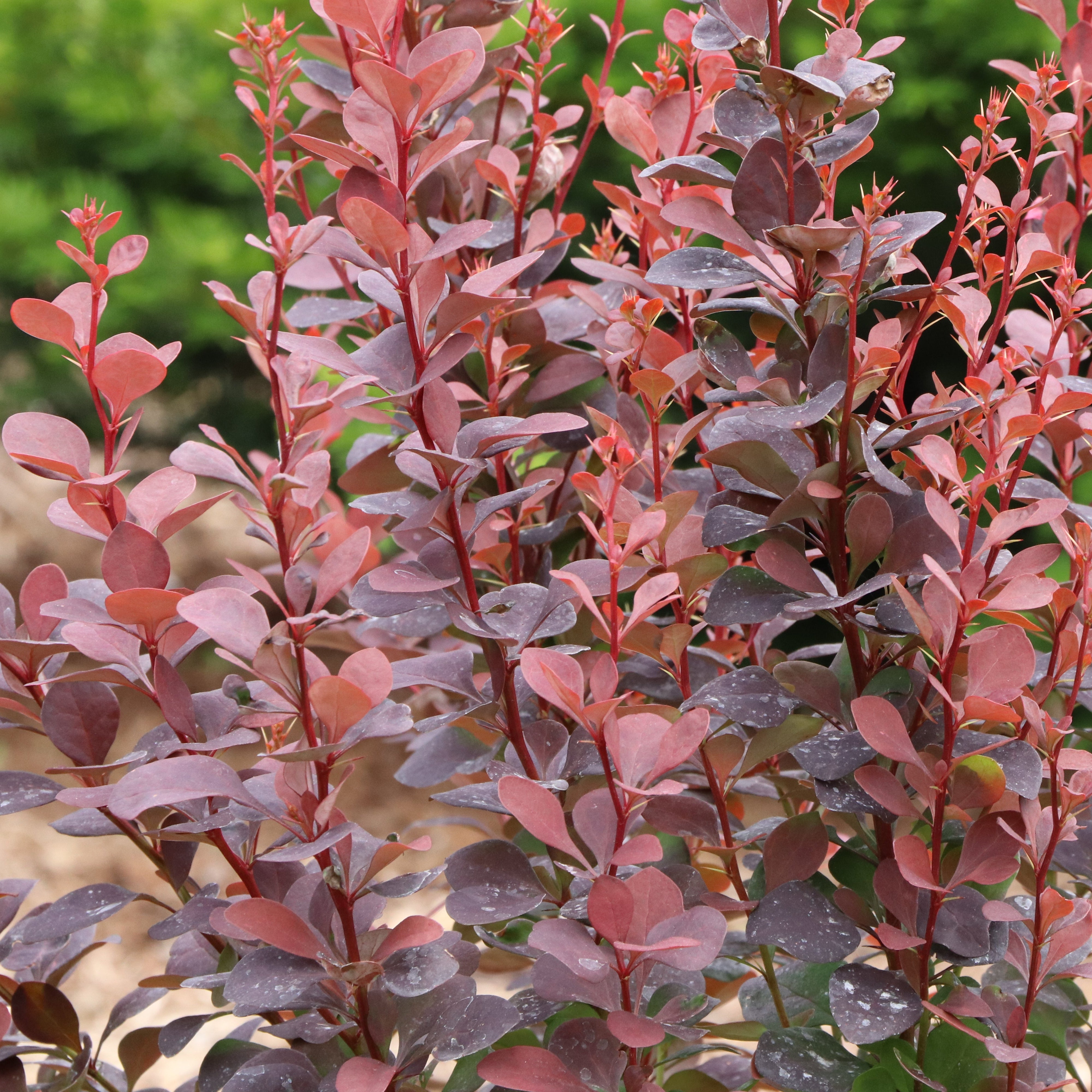 Proven Winners Sunjoy Plum Pillar Barberry