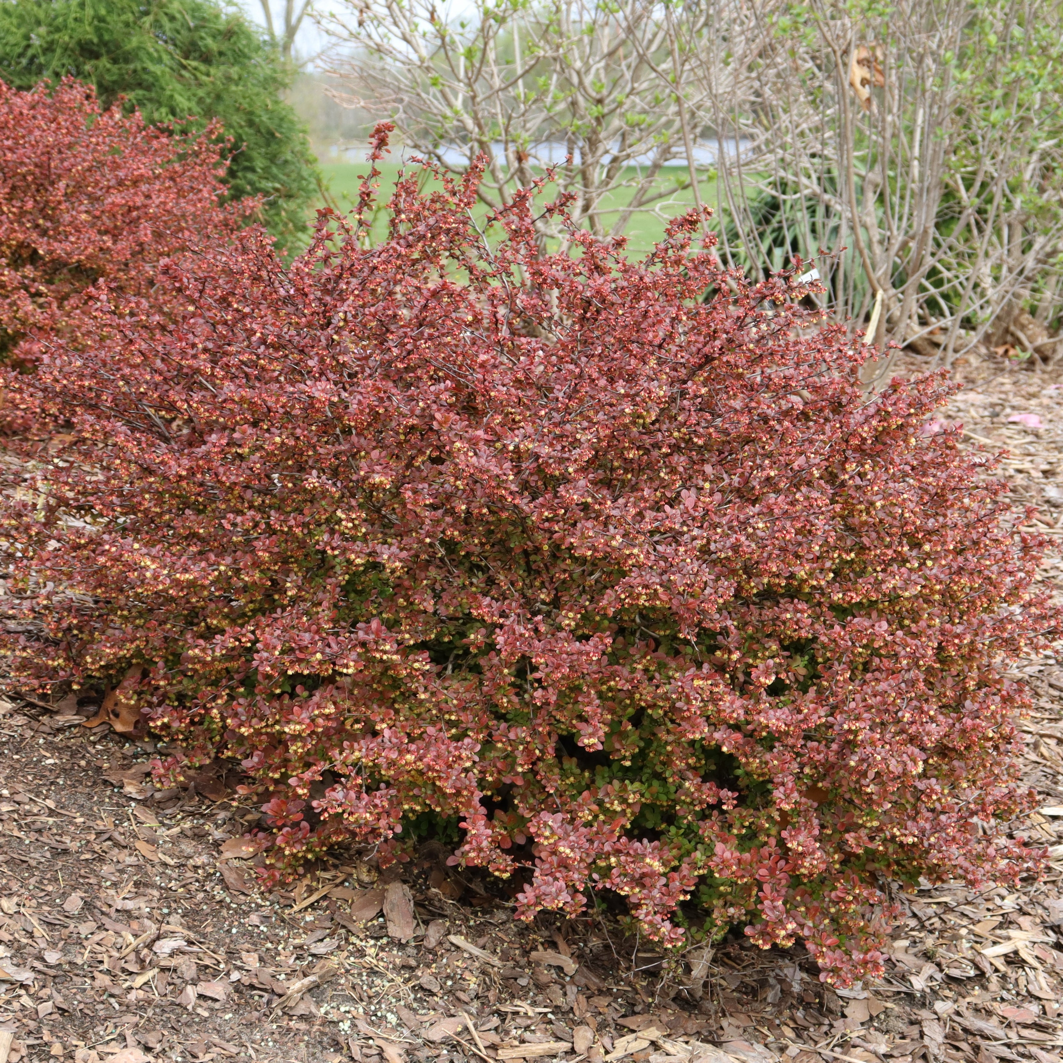 Sunjoy Really Red Barberry - Thumbnail 2