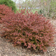 Sunjoy Really Red barberry in a nursery pot