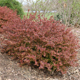 Sunjoy Really Red barberry in a nursery pot