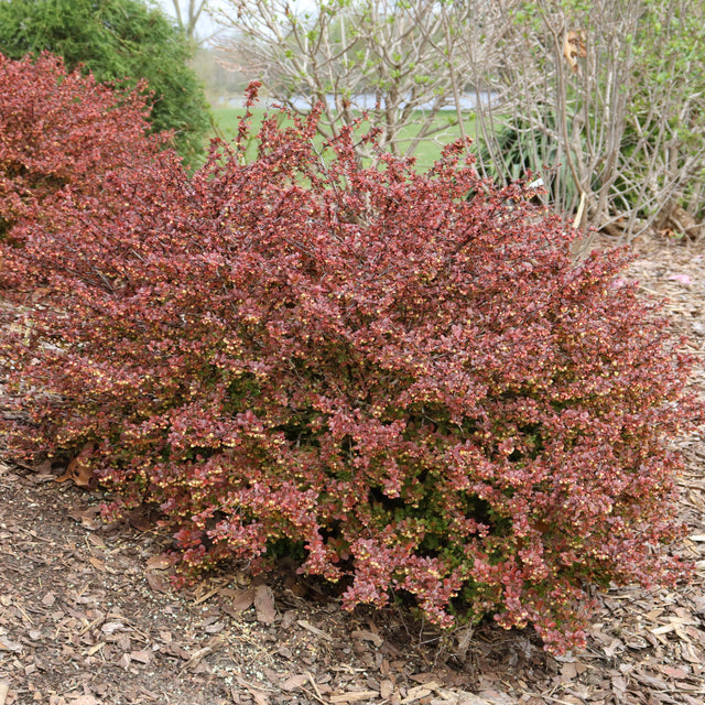 Sunjoy Really Red barberry in a nursery pot