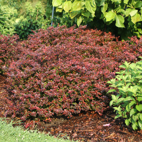 Sunjoy Really Red barberry in a nursery pot
