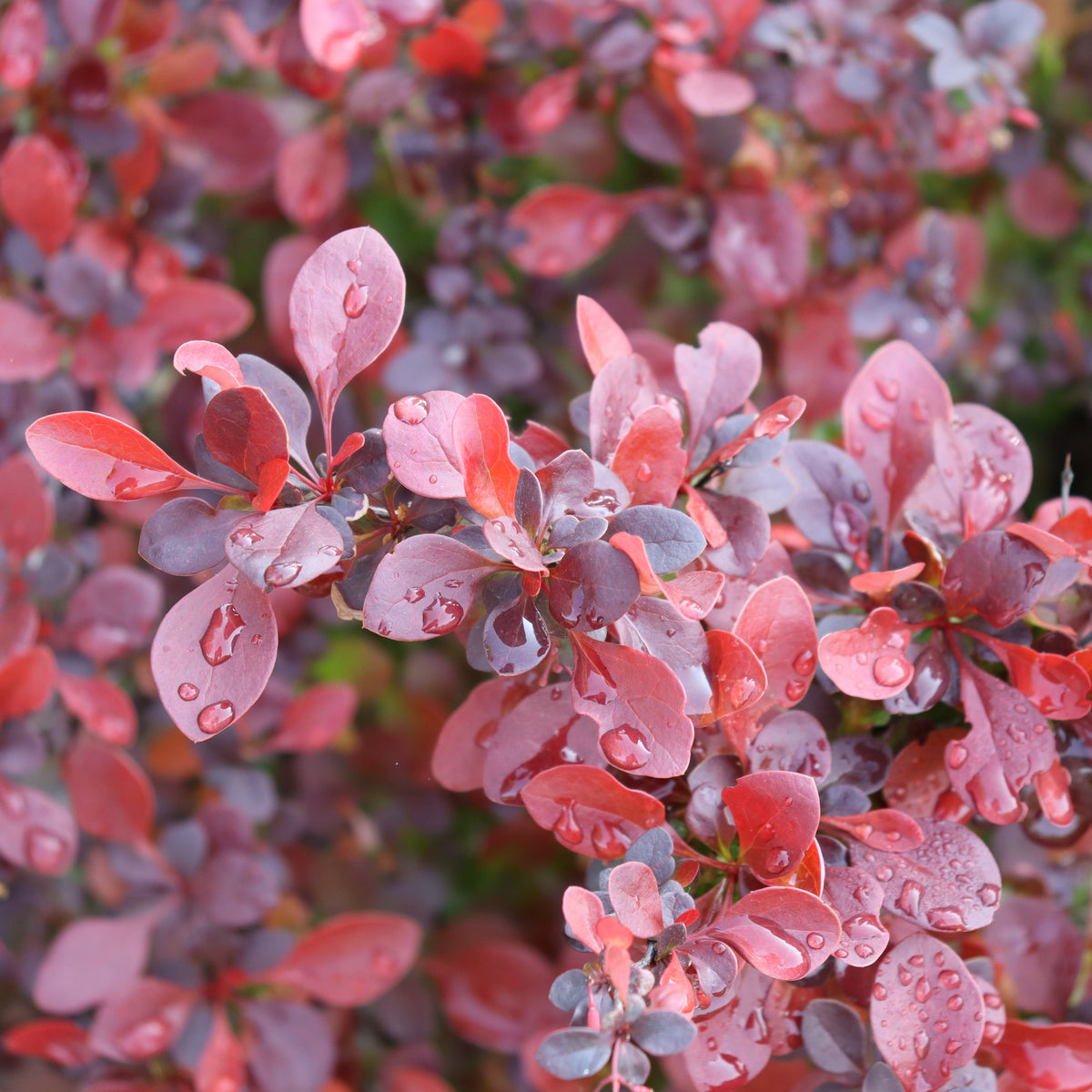 SUNJOY REALLY RED barberry in a nursery pot
