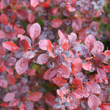 SUNJOY REALLY RED barberry in a nursery pot
