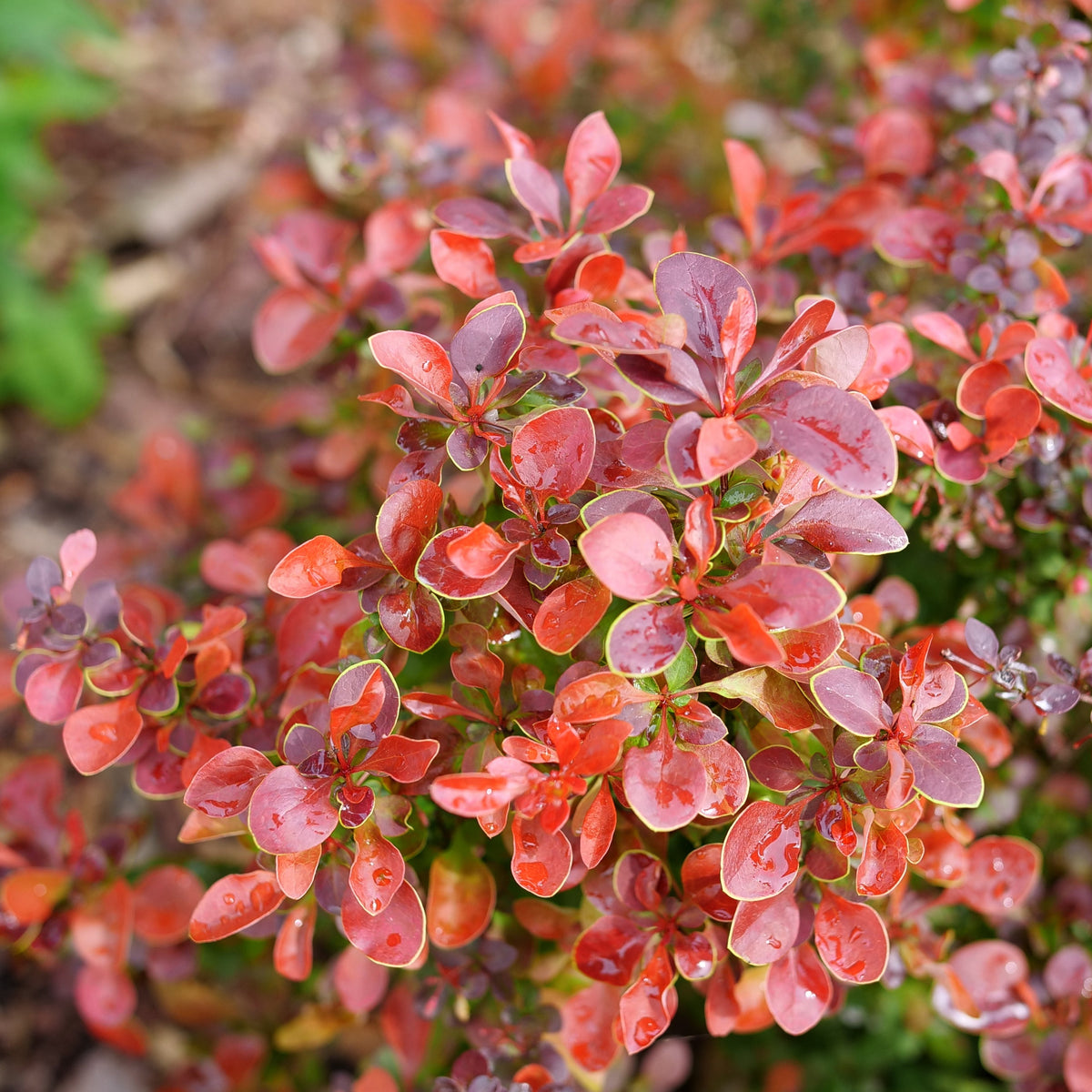 Sunjoy Really Red barberry in a nursery pot