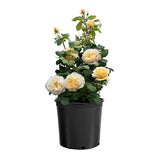 Romantica Moonlight Rose in bloom with pale yellow flowers