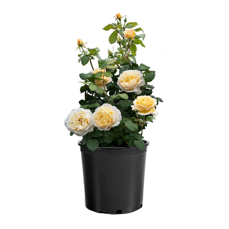 Romantica Moonlight Rose in bloom with pale yellow flowers