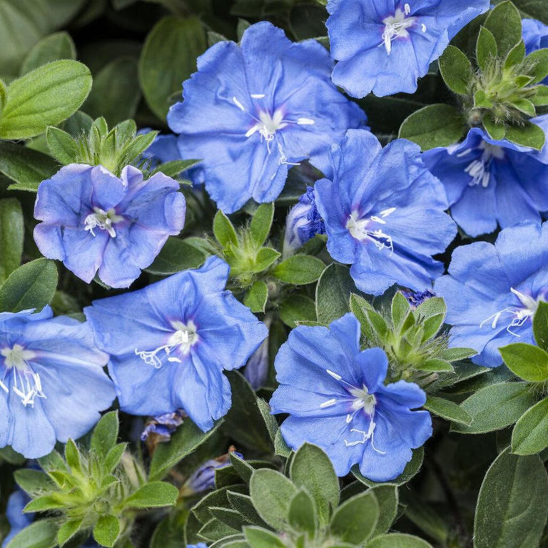 blue my mind plant fertilizer Blue My Mind® XL Dwarf Morning Glory Evolvulus