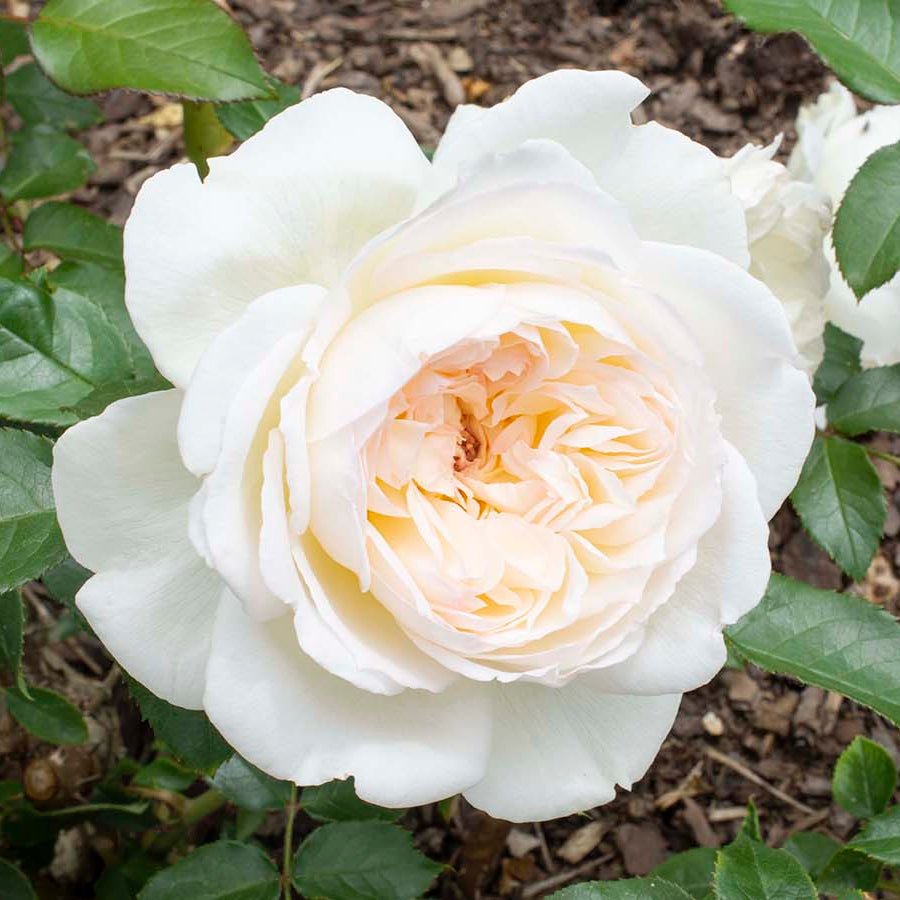 Bolero™ Rose | Star® Roses – Creekside Nursery, Inc