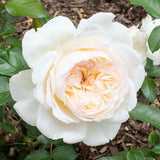 Bolero rose with pink blooms in a nursery pot