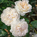 Bolero rose with pink blooms in a nursery pot