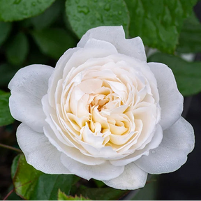 Bolero rose with pink blooms in a nursery pot