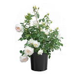 Bolero™ rose in bloom with pink flowers in a pot
