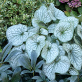 Alexander’s Great brunnera with blue flowers in a pot