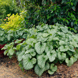 ‘Alexander’s Great’ Brunnera in a nursery pot