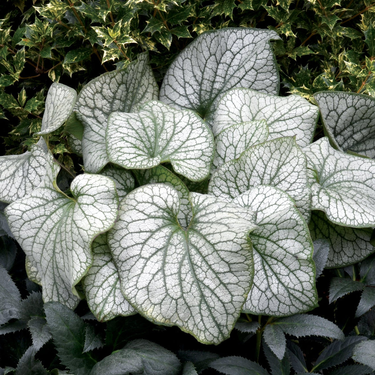 Alexander’s Great brunnera in a nursery pot