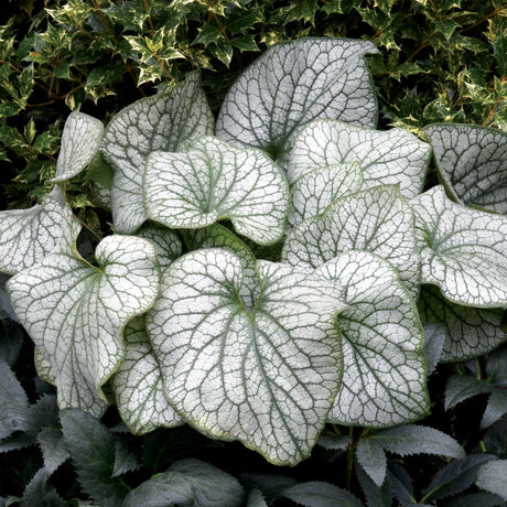 Alexander’s Great brunnera in a nursery pot