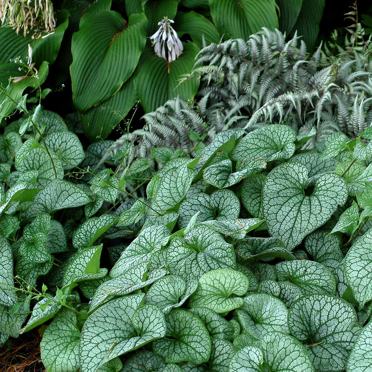 ‘Alexander’s Great’ Brunnera in a nursery pot
