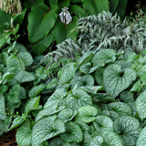 ‘Alexander’s Great’ Brunnera in a nursery pot