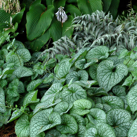 ‘Alexander’s Great’ Brunnera in a nursery pot