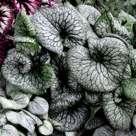 ‘Alexander’s Great’ brunnera with green leaves and blue flowers