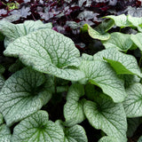 ‘Alexander’s Great’ Brunnera in a nursery pot