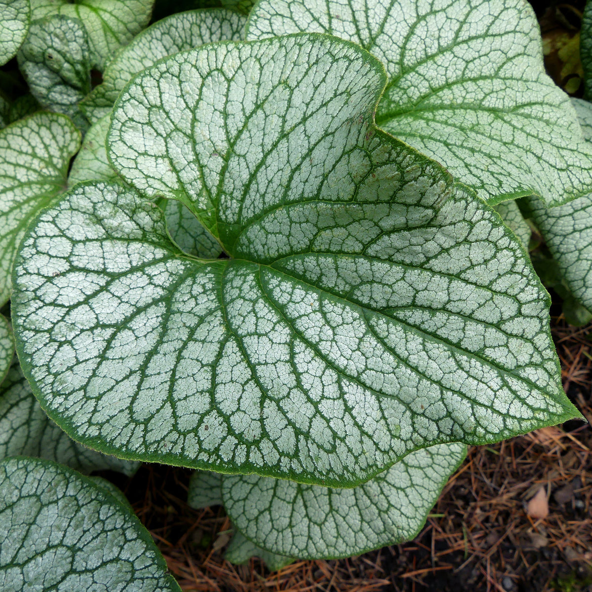 Alexander’s Great brunnera with blue flowers and green leaves