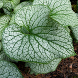 Alexander’s Great brunnera with blue flowers and green leaves