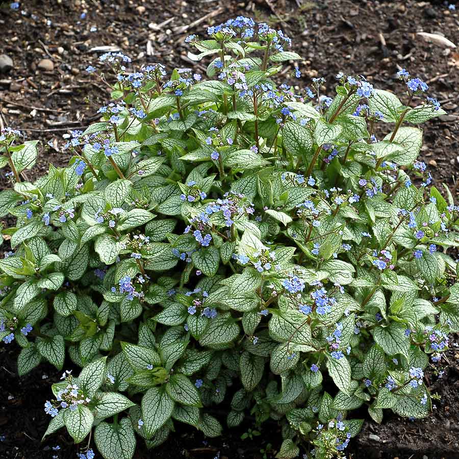 ‘Alexandria’ brunnera in a nursery pot