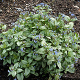 ‘Alexandria’ brunnera in a nursery pot