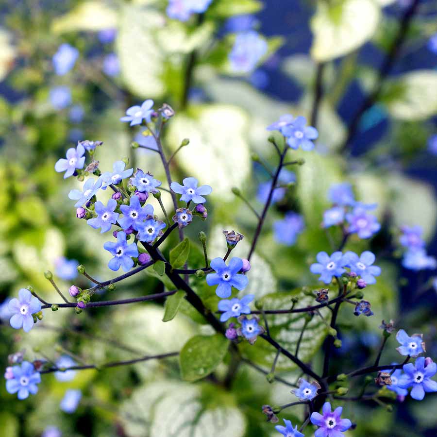 Alexandria brunnera with blue flowers in a pot