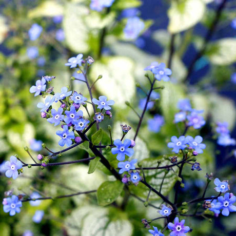 Alexandria brunnera with blue flowers in a pot
