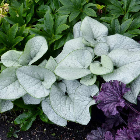‘Alexandria’ brunnera in a nursery pot