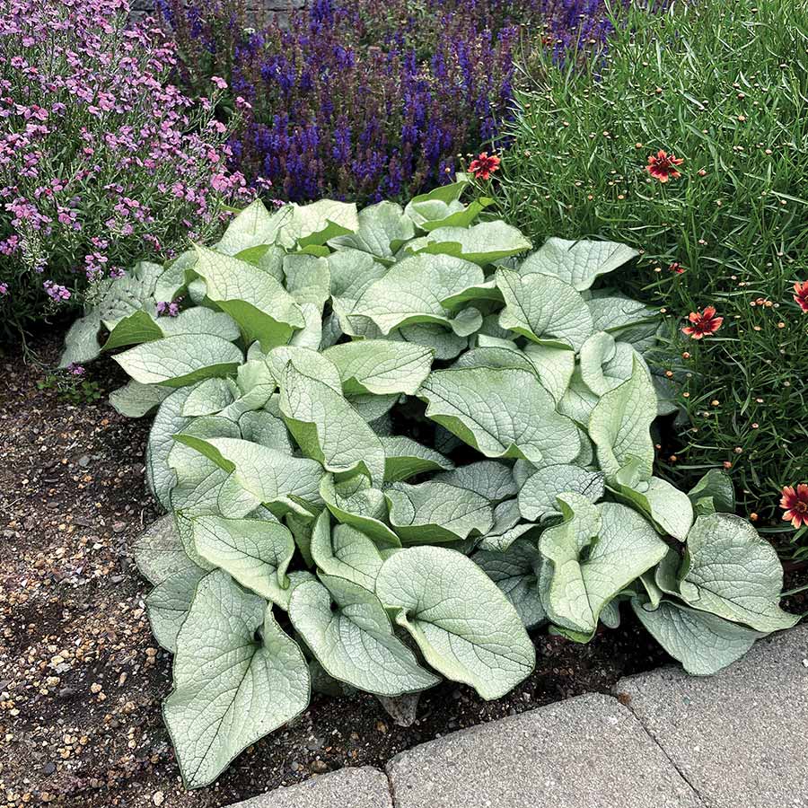‘Alexandria’ brunnera in a nursery pot