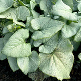 ‘Alexandria’ brunnera in a nursery pot