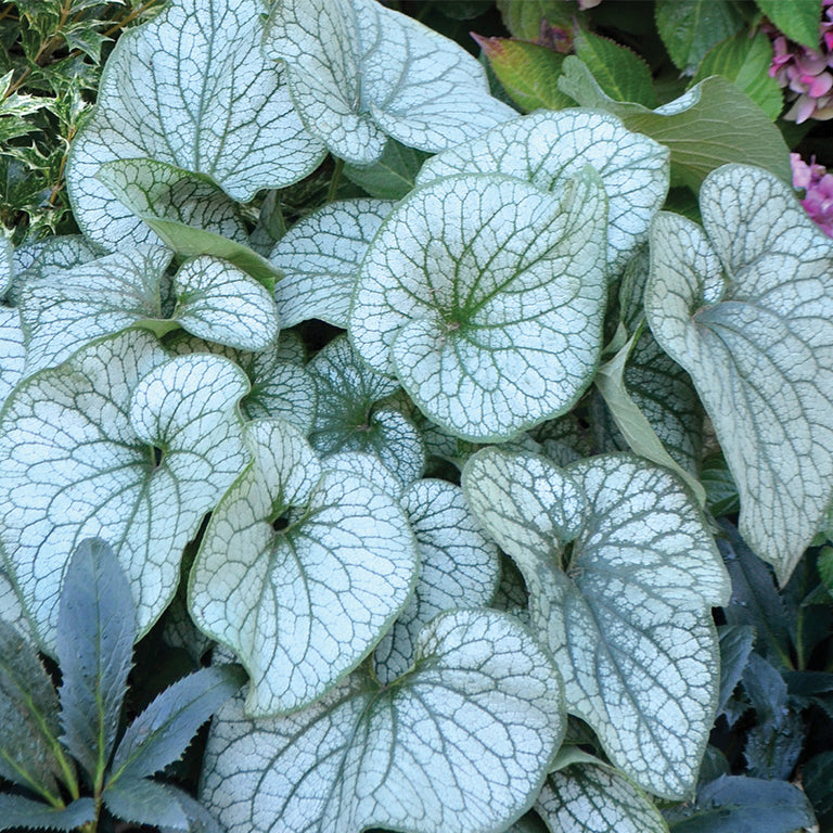 Alexandria brunnera with blue flowers in a nursery pot