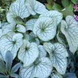 Alexandria brunnera with blue flowers in a nursery pot