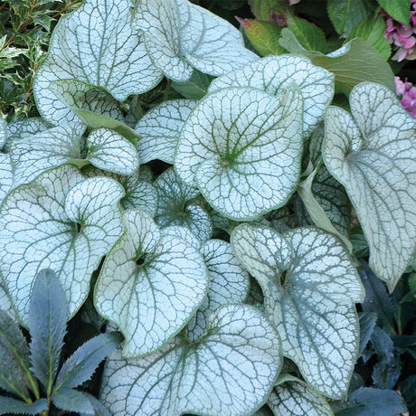 Alexandria brunnera with blue flowers in a nursery pot