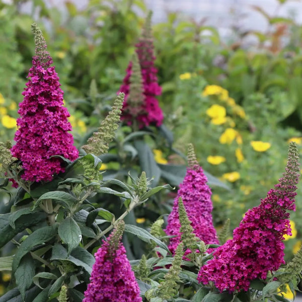 PUGSTER PICO PUNCH™ Butterfly Bush | Proven Winners® – Creekside