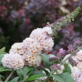 Pugster Sorbet butterfly bush in a pot with purple flowers