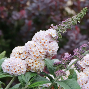 Pugster Sorbet butterfly bush in a pot with purple flowers