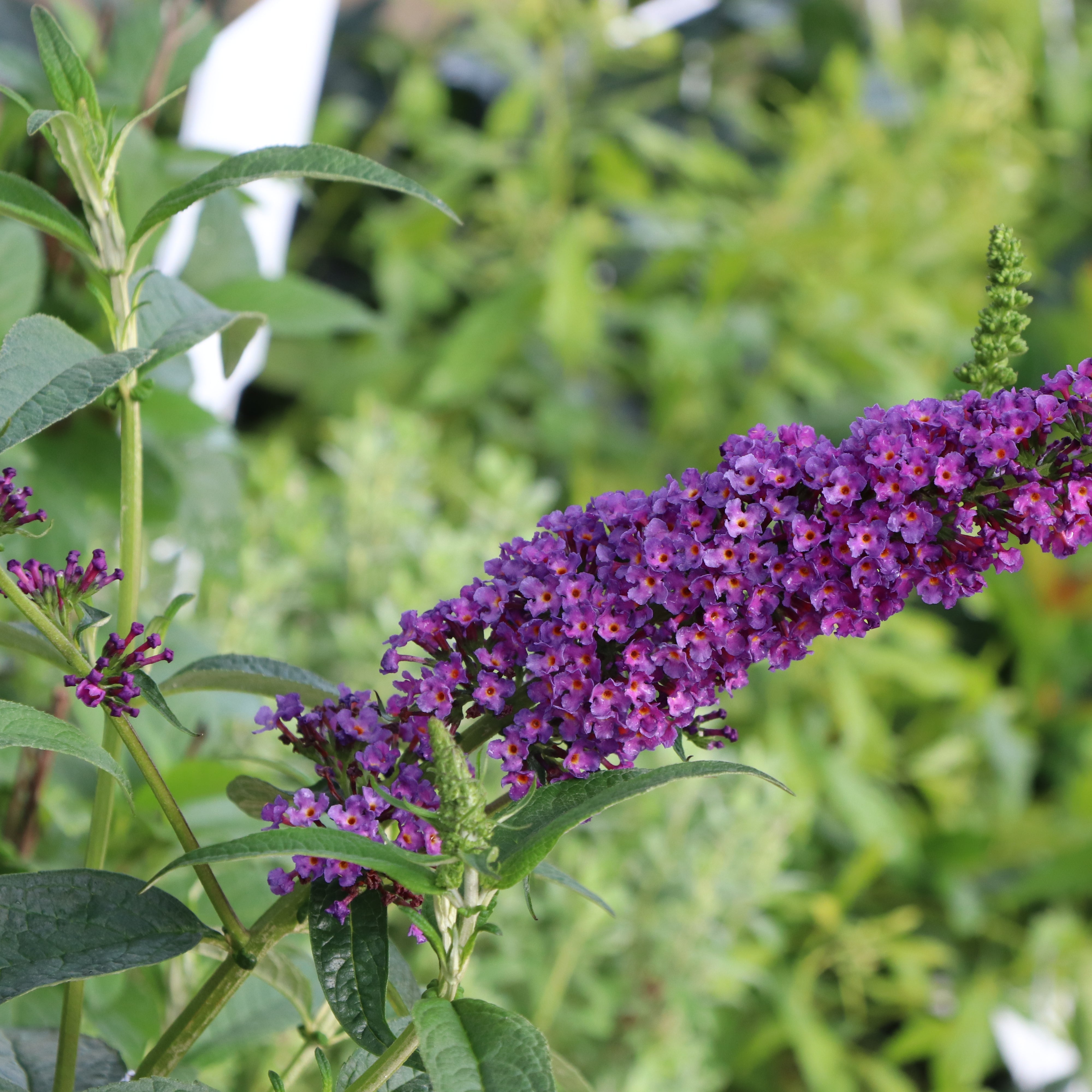 DARKEST NIGHT™ Butterfly Bush | Proven Winners® – Creekside