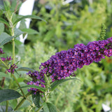 Dark purple Butterfly Bush in a nursery pot