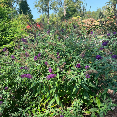 Dark purple Butterfly Bush in a nursery container
