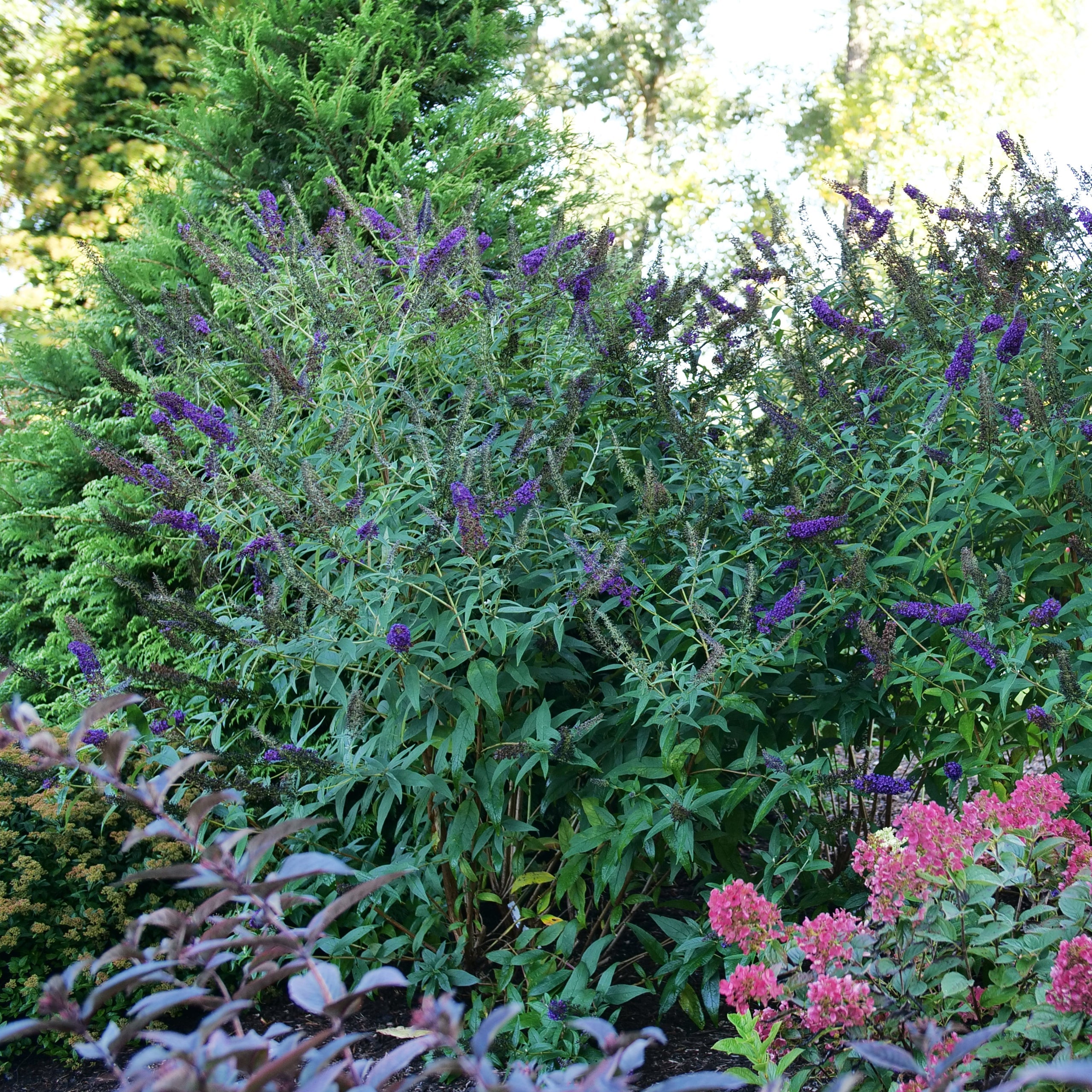 bushdebrunt Heaven and Earth カラーBK DARKEST NIGHT™ Butterfly Bush | Proven Winners® – Creekside